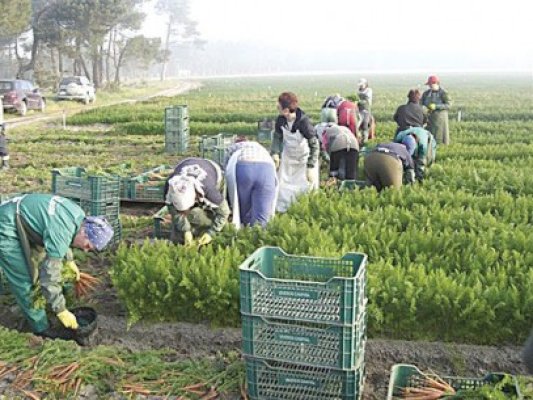 Insula Mare a Brăilei jupoaie statul de banii fermierilor